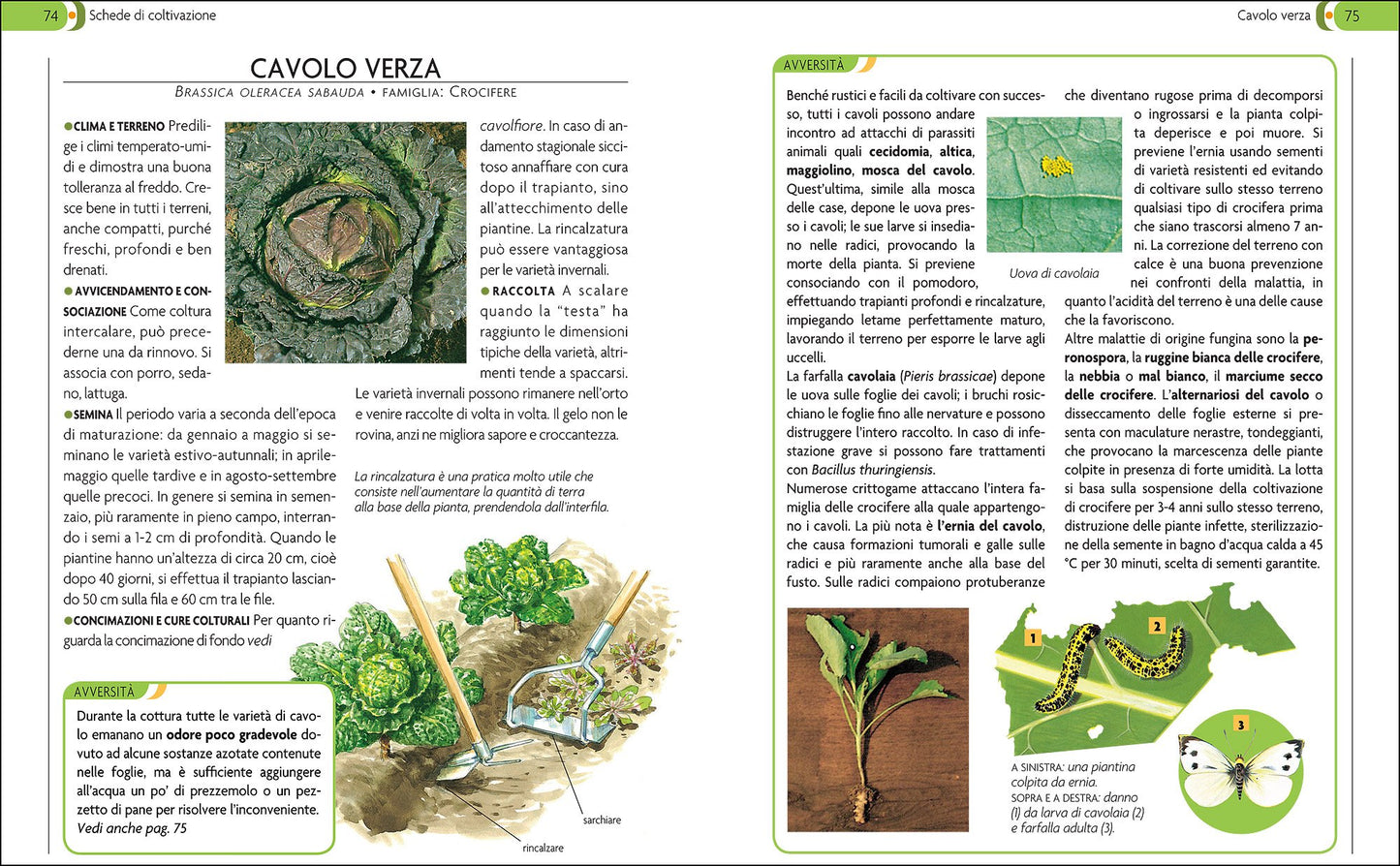 L'ORTO. COLTIVARLO IN MODO SANO E NATURALE: 1