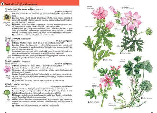 CHE FIORE È QUESTO?