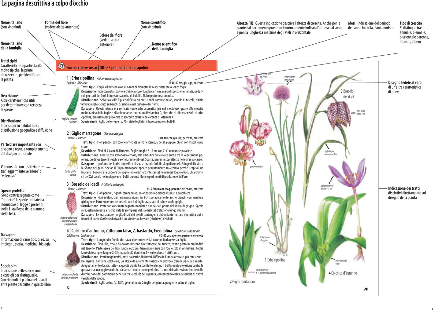 CHE FIORE È QUESTO?