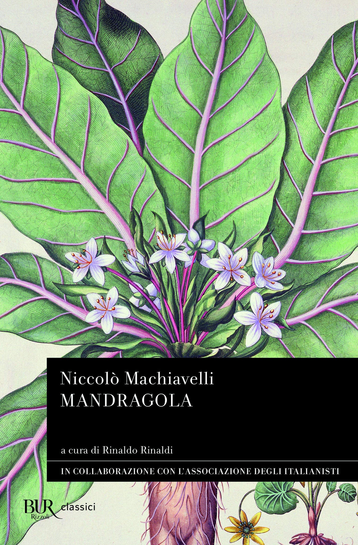 MANDRAGOLA