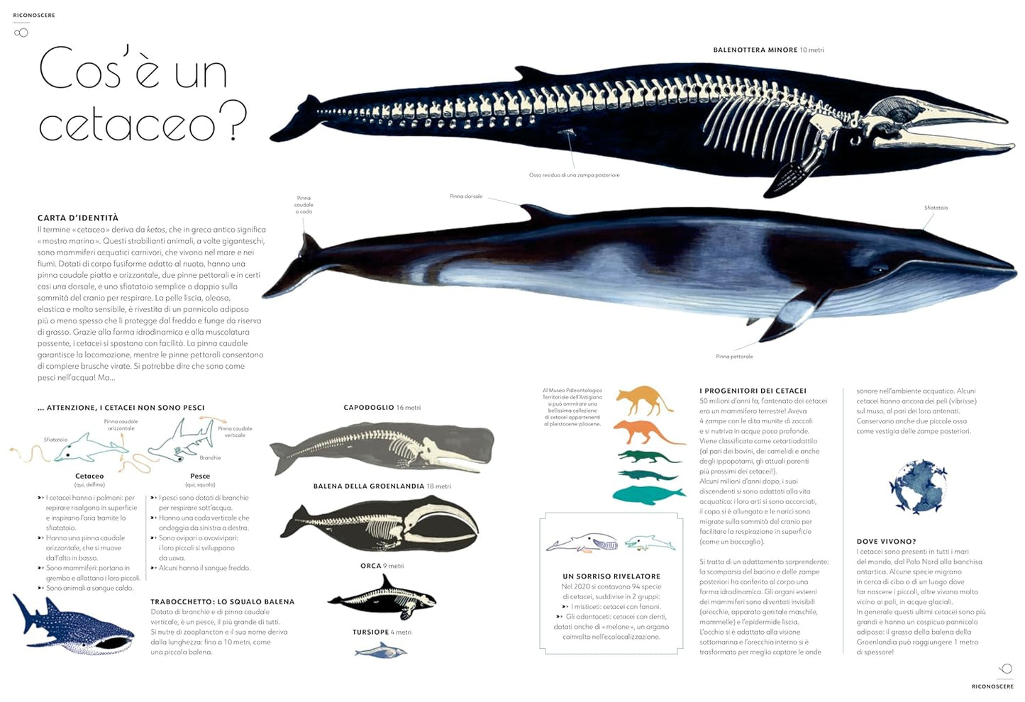 CETACEI. Album scoperte
