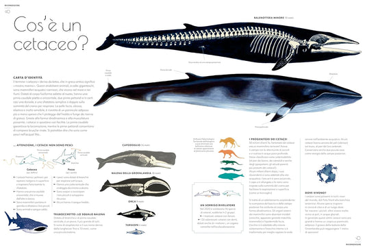CETACEI. Album scoperte