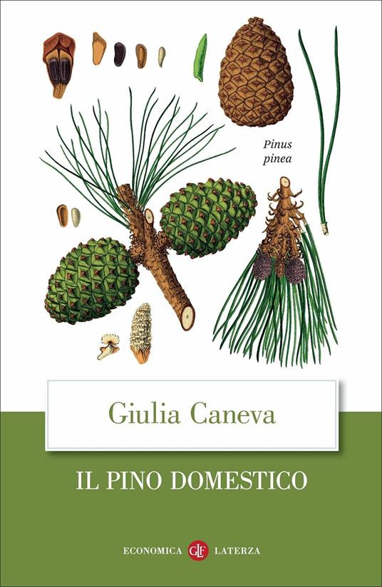 IL PINO DOMESTICO