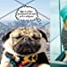 UN AMORE DI CARLINO. DOUG THE PUG