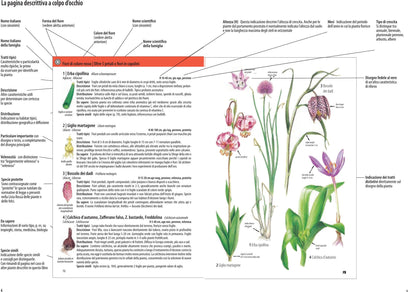 CHE FIORE È QUESTO?