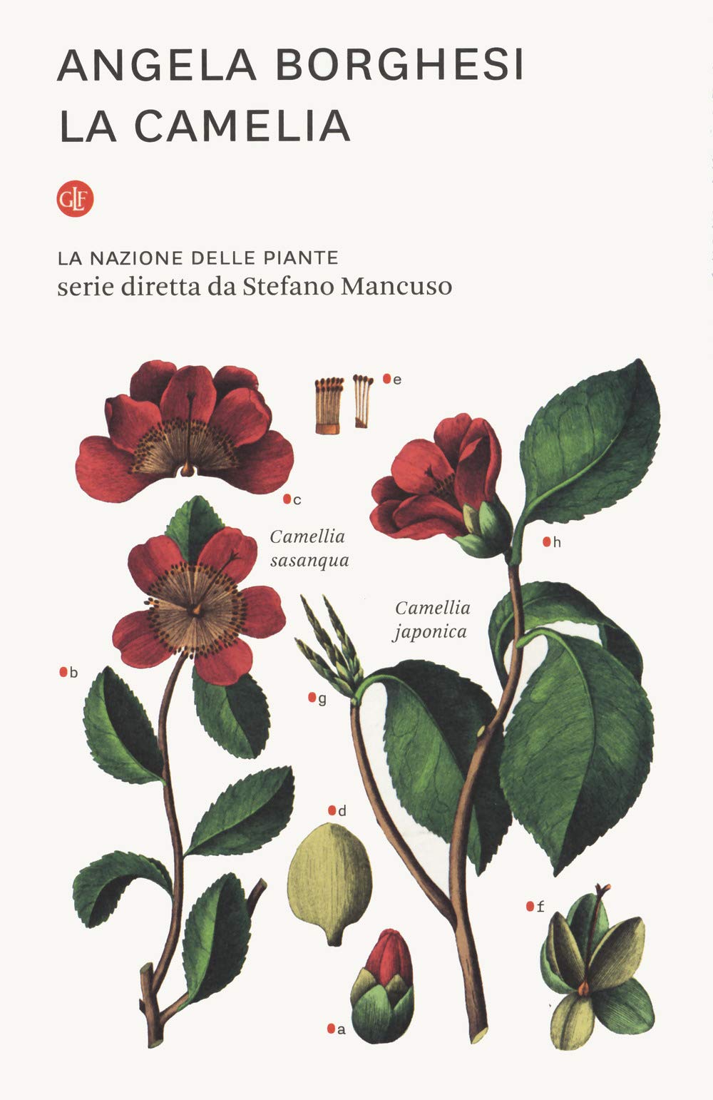 LA CAMELIA. LA NAZIONE DELLE PIANTE
